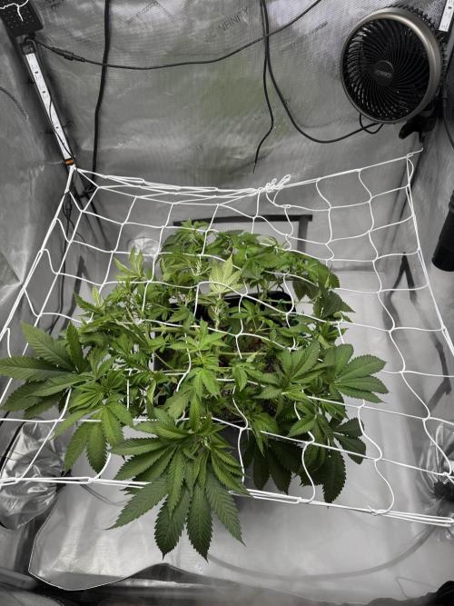 Apple Fritter Fritz. Week 7