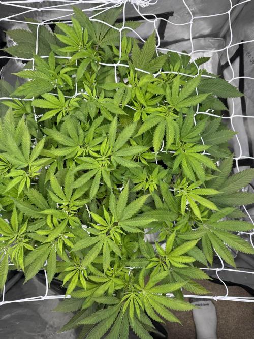 Apple Fritter Fritz. Week 8