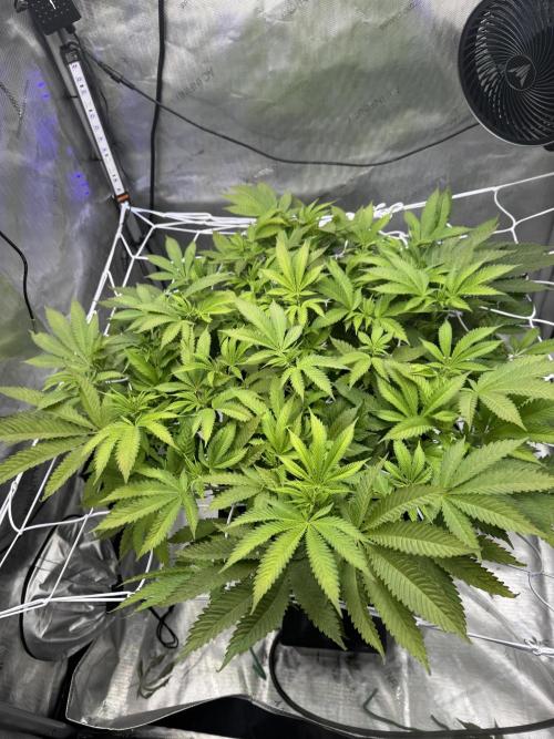 Apple Fritter Fritz. Week 9