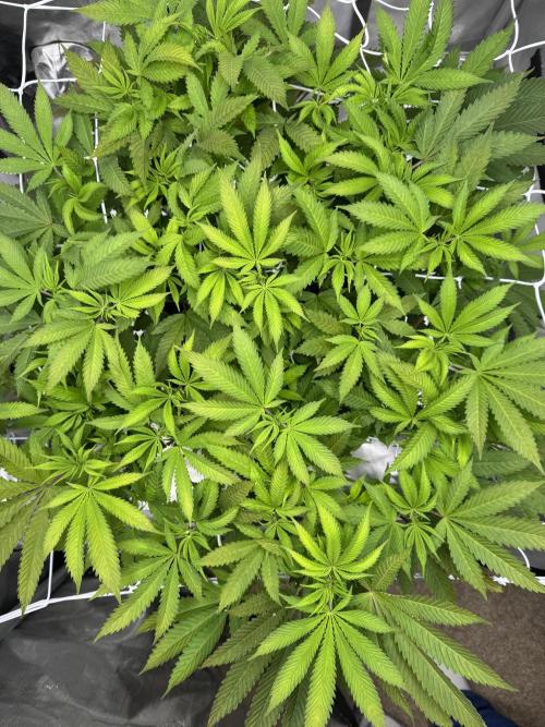 Apple Fritter Fritz. Week 9