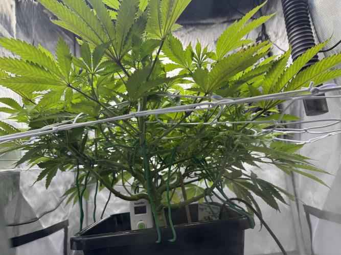 Apple Fritter Fritz. Week 9