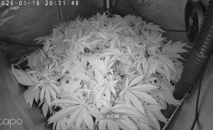 Apple Fritter Fritz. Week 10