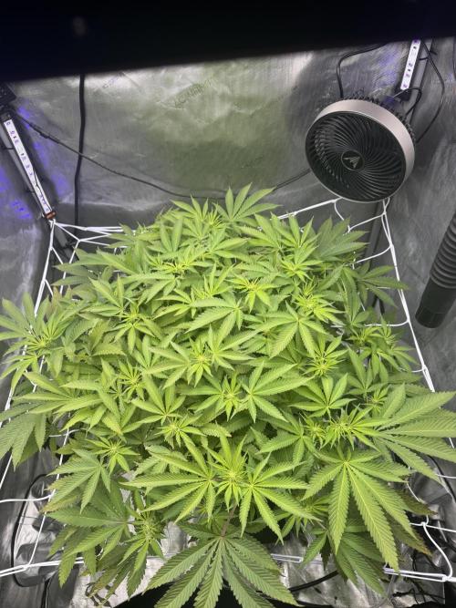 Apple Fritter Fritz. Week 10