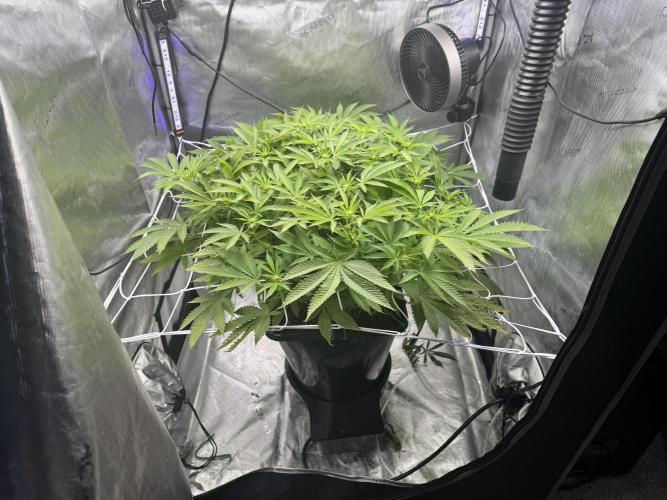 Apple Fritter Fritz. Week 10