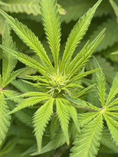 Apple Fritter Fritz. Week 10