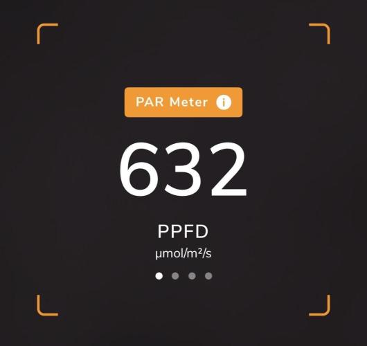 Apple Fritter Fritz. Week 10