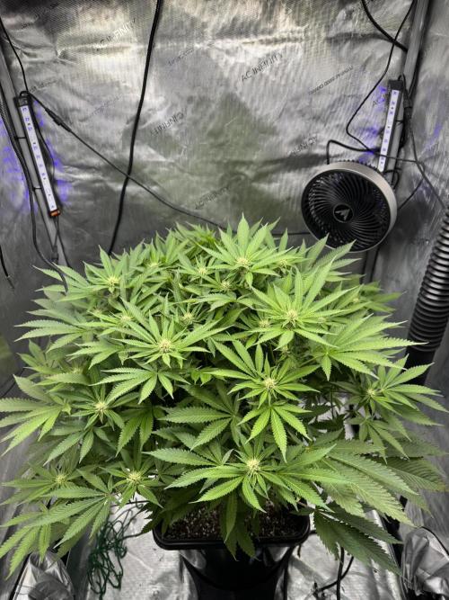 Apple Fritter Fritz. Week 11