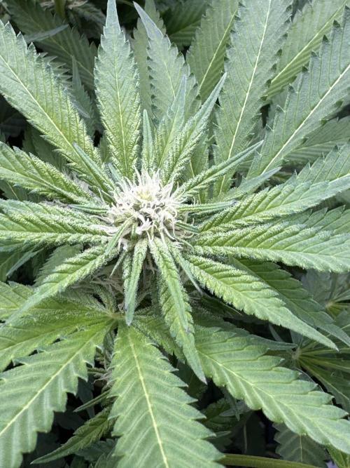 Apple Fritter Fritz. Week 11