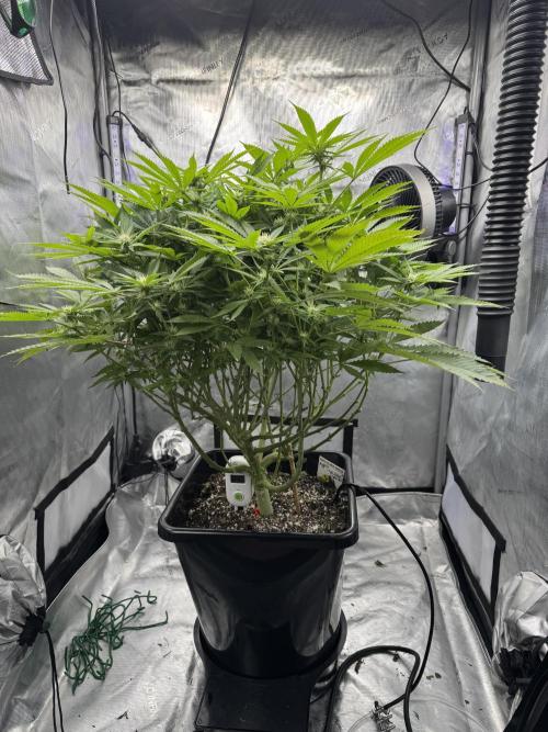 Apple Fritter Fritz. Week 11