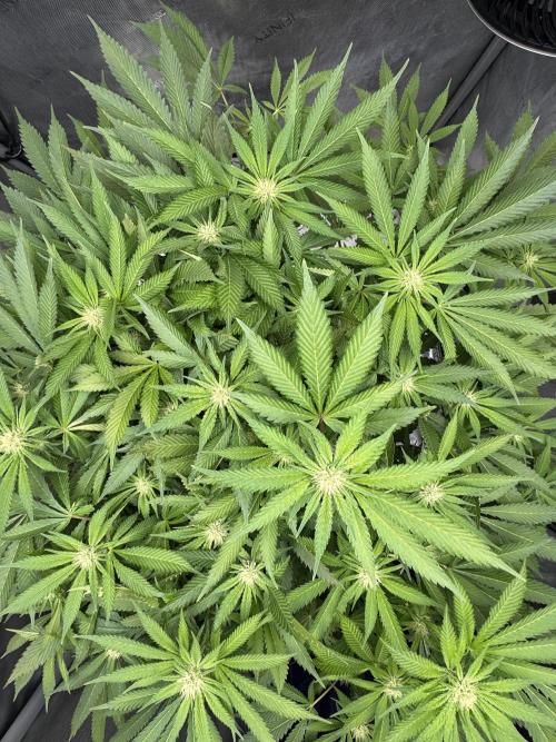 Apple Fritter Fritz. Week 11