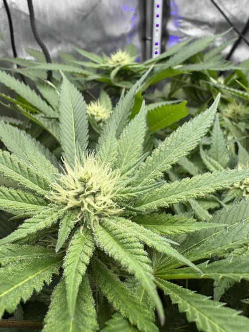 Apple Fritter Fritz. Week 12