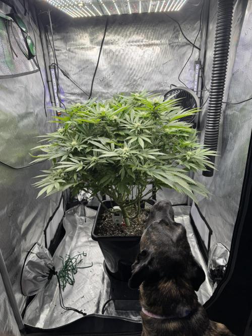 Apple Fritter Fritz. Week 12
