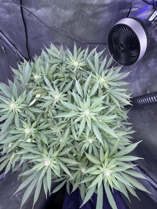 Apple Fritter Fritz. Week 12