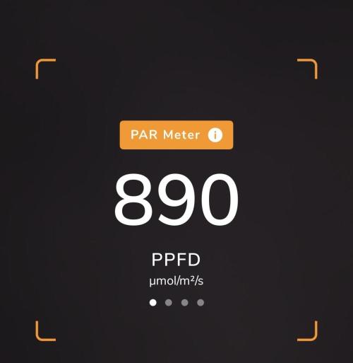 Apple Fritter Fritz. Week 12