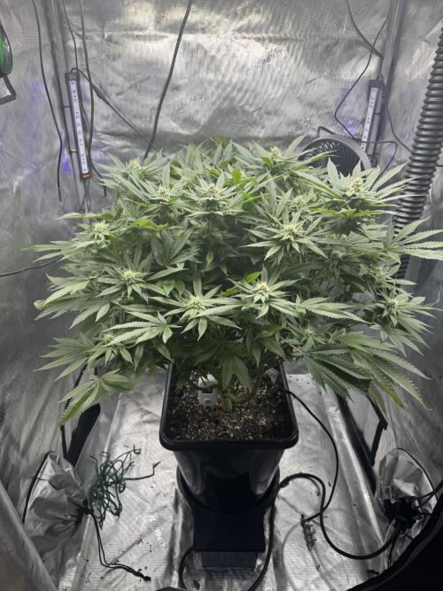 Apple Fritter Fritz. Week 13