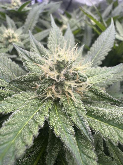 Apple Fritter Fritz. Week 13