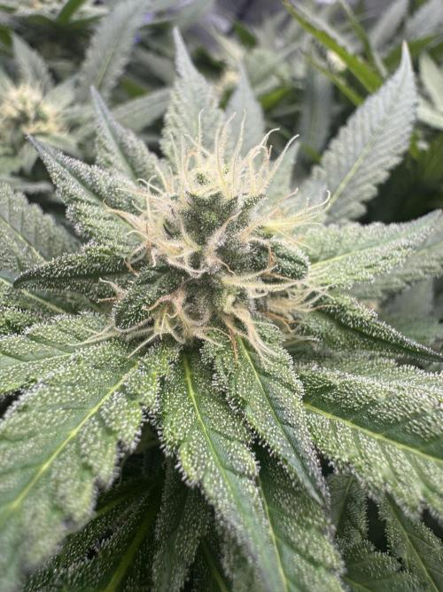 Apple Fritter Fritz. Week 13