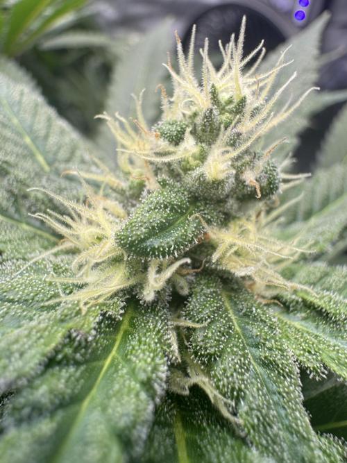 Apple Fritter Fritz. Week 13