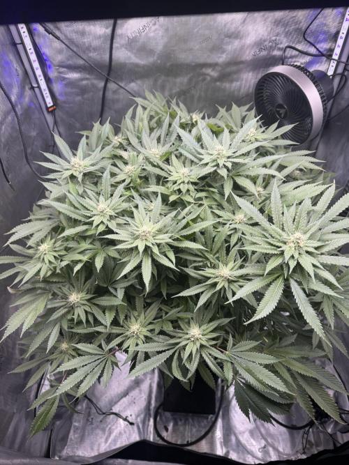 Apple Fritter Fritz. Week 13