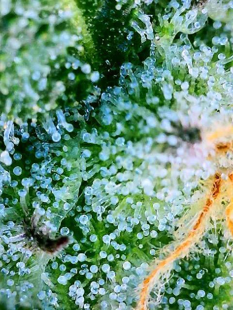 Apple Fritter Fritz. Week 14