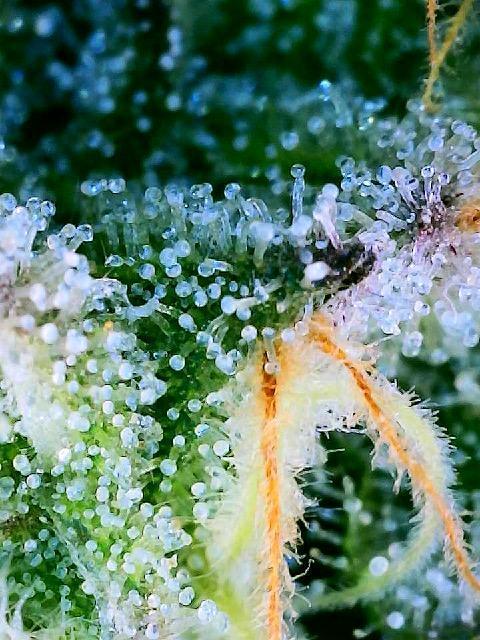 Apple Fritter Fritz. Week 14