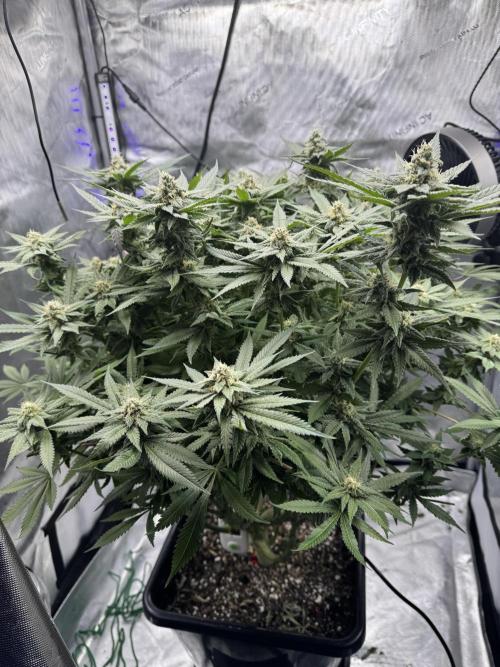 Apple Fritter Fritz. Week 14