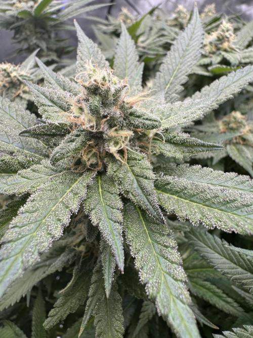 Apple Fritter Fritz. Week 14