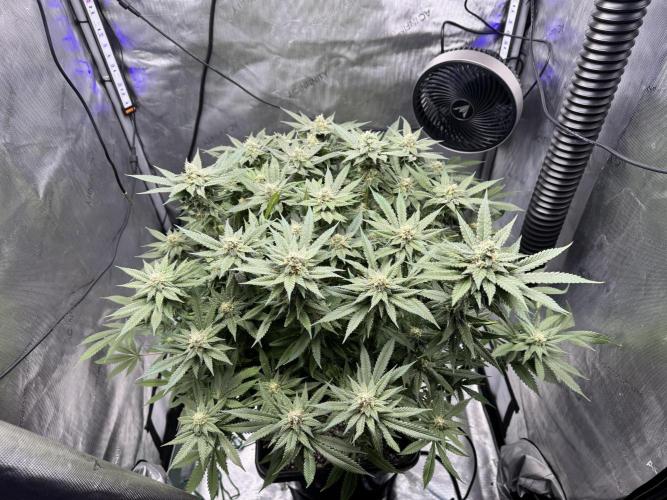 Apple Fritter Fritz. Week 14