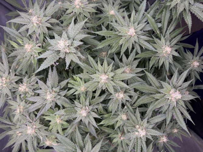 Apple Fritter Fritz. Week 14