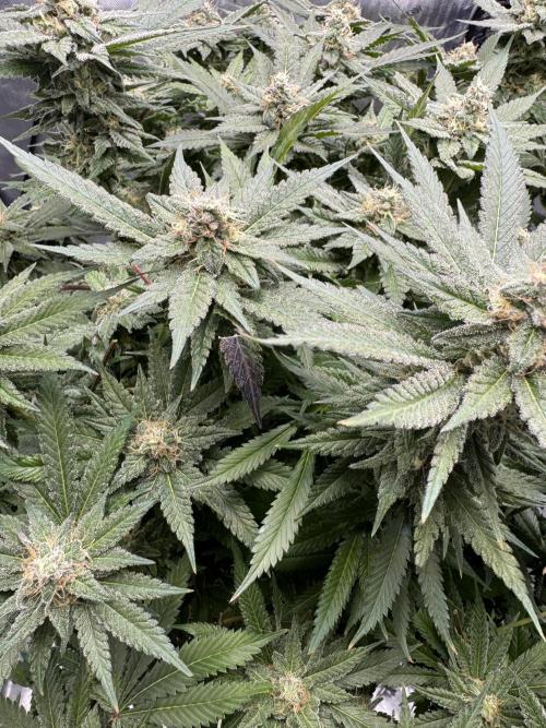 Apple Fritter Fritz. Week 14 - Accidentally cut half of this leaf and have been watching it slowly turn purple.