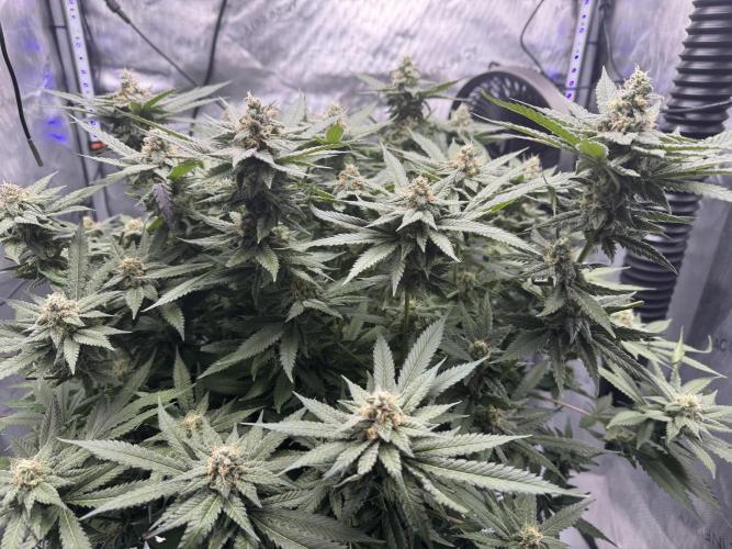 Apple Fritter Fritz. Week 14