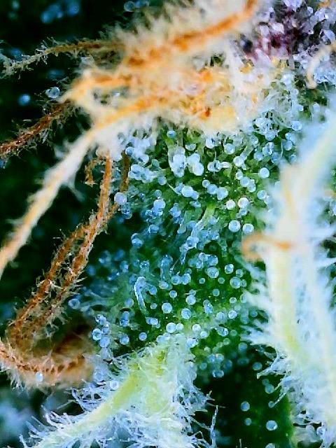 Apple Fritter Fritz. Week 15