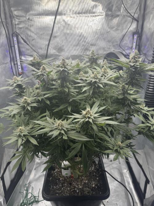 Apple Fritter Fritz. Week 15