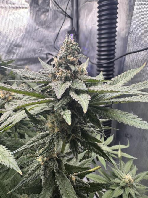 Apple Fritter Fritz. Week 15