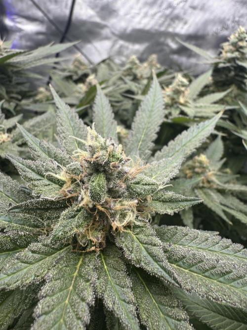 Apple Fritter Fritz. Week 15