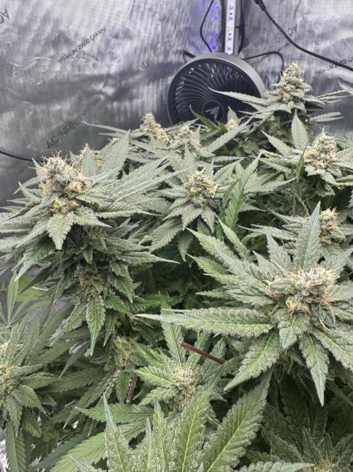 Apple Fritter Fritz. Week 15