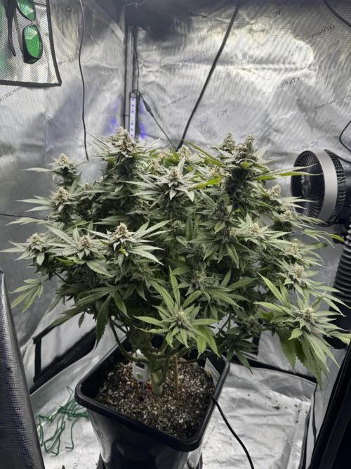 Apple Fritter Fritz. Week 16