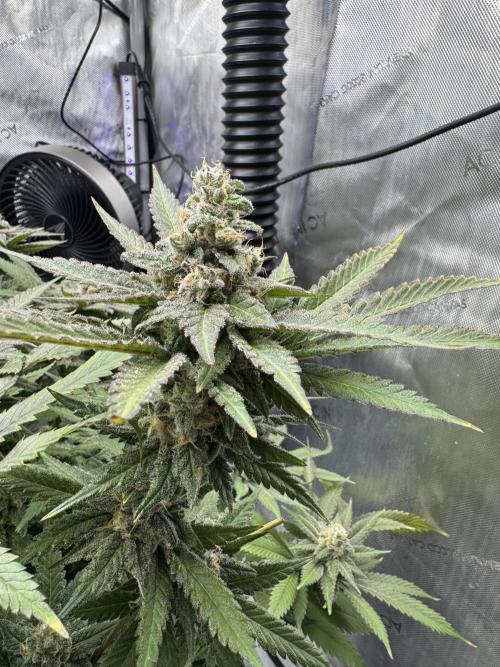 Apple Fritter Fritz. Week 16