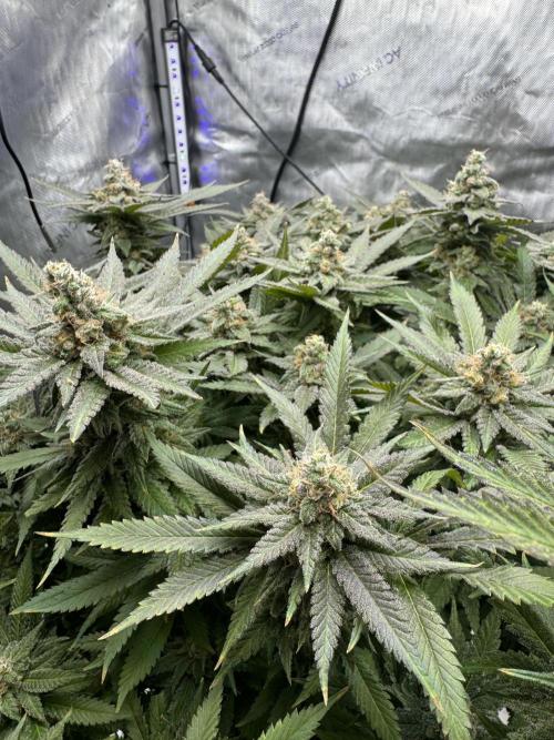 Apple Fritter Fritz. Week 16