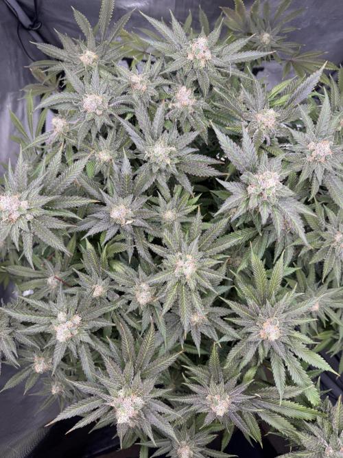 Apple Fritter Fritz. Week 16