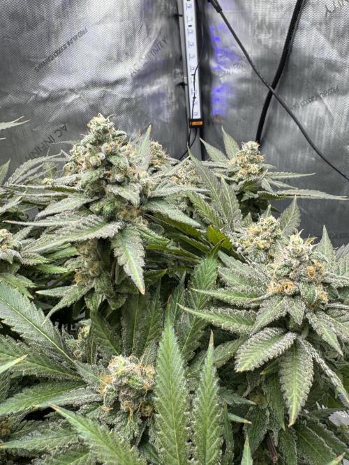 Apple Fritter Fritz. Week 16