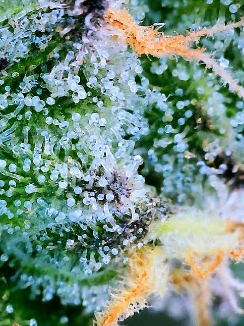 Apple Fritter Fritz. Week 16