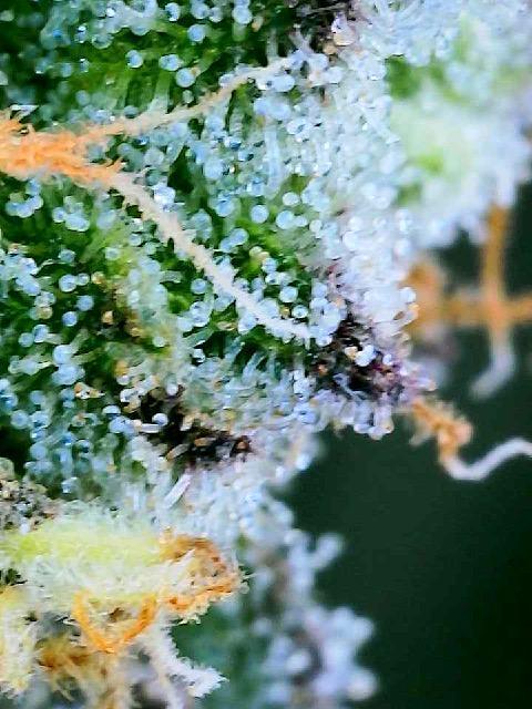 Apple Fritter Fritz. Week 16