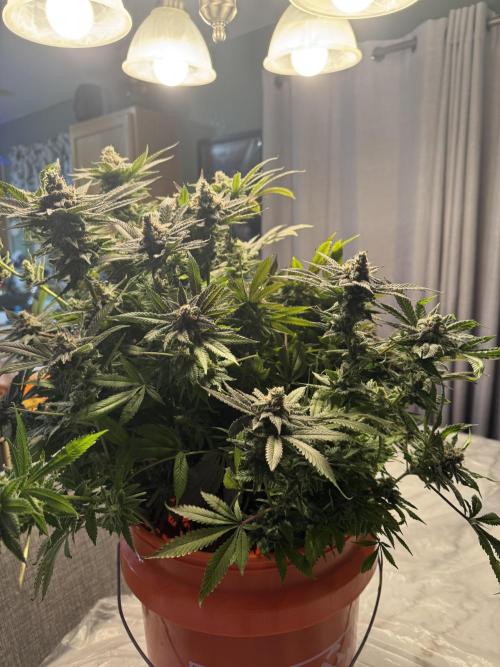 Apple Fritter Fritz. Week 17