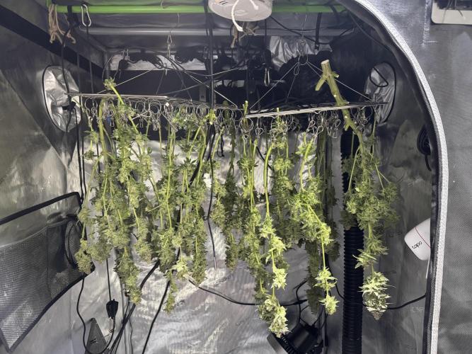 Apple Fritter Fritz. Week 17