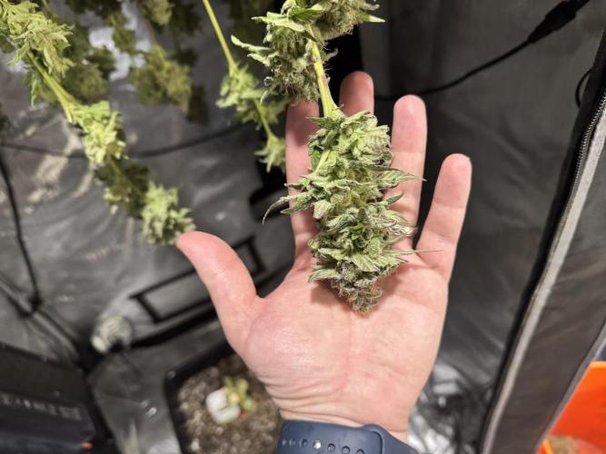 Apple Fritter Fritz. Week 17