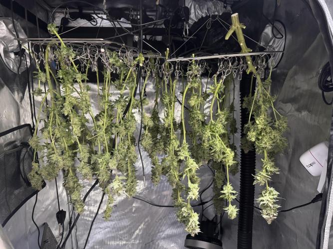 Apple Fritter Fritz. Week 17