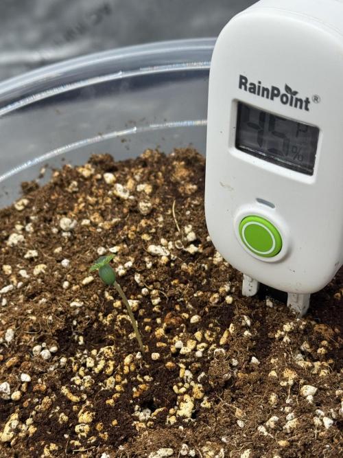Acapulco Gold. Week 0