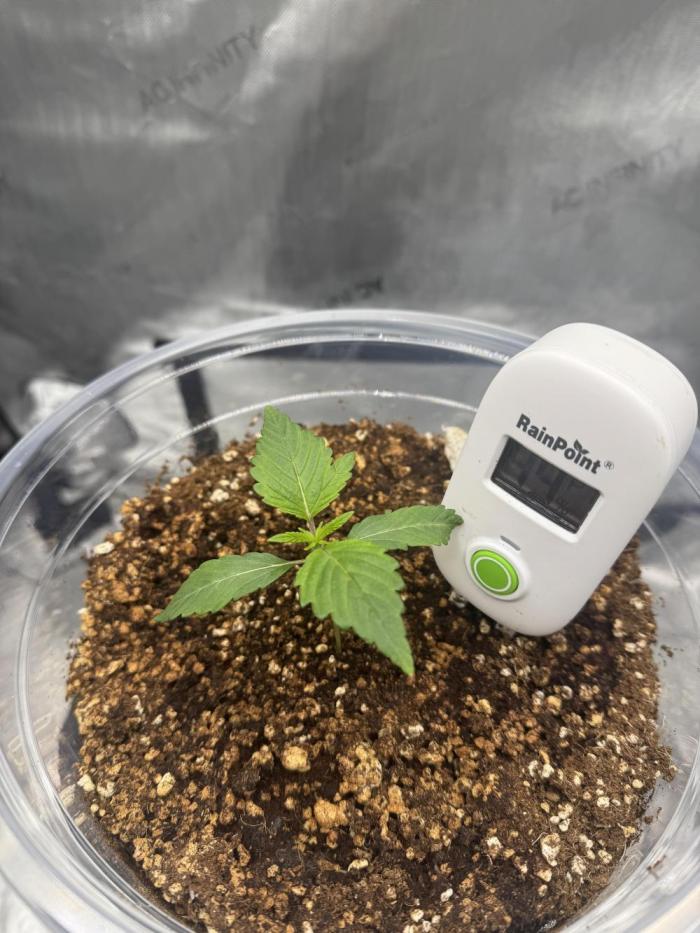 Acapulco Gold. Week 1