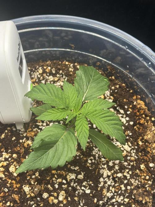 Acapulco Gold. Week 2